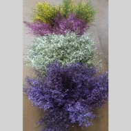 Immagine di GINESTRA FIORITA  COLORATA 