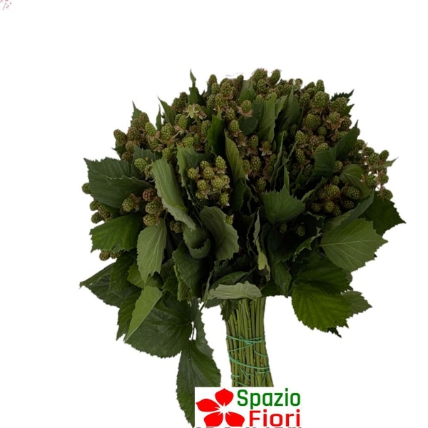 Immagine di MORE ORNAMENTALI COLTIVATE 