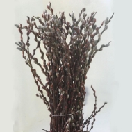 Immagine di SALICE CAPREA (SALIX)