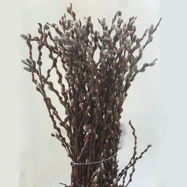 Immagine di SALICE CAPREA (SALIX)