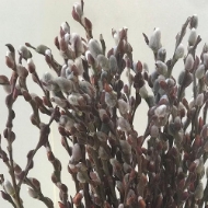 Immagine di SALICE CAPREA (SALIX)