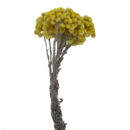 Immagine di HELICHRYSUM ITALICUM NATURALE