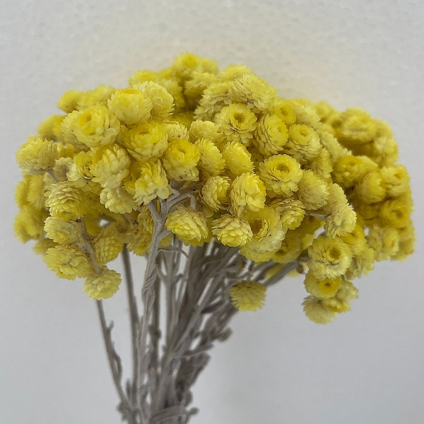 Immagine di HELICHRYSUM ITALICUM NATURALE