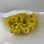 Immagine di HELICHRYSUM ITALICUM NATURALE