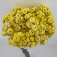 Immagine di HELICHRYSUM ITALICUM NATURALE