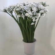 Picture of ALLIUM BIANCO (aglio)