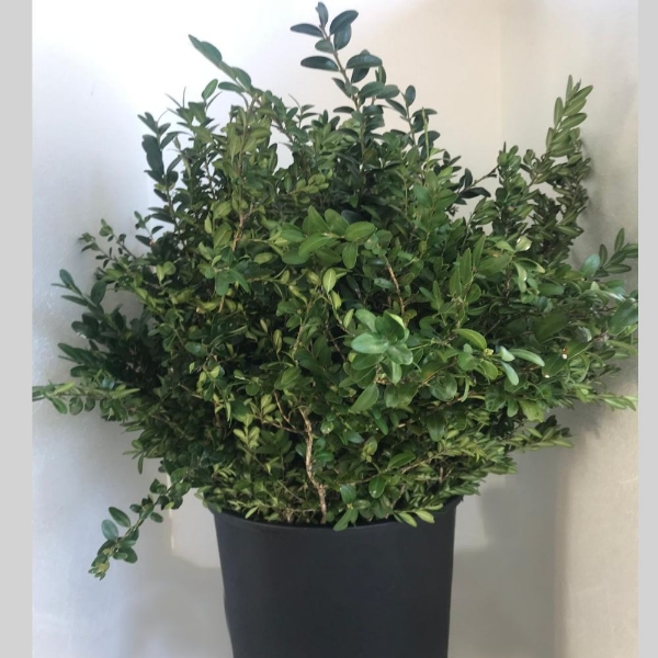 Image de BUXUS 