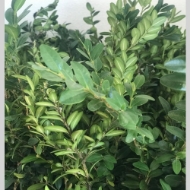 Image de BUXUS 