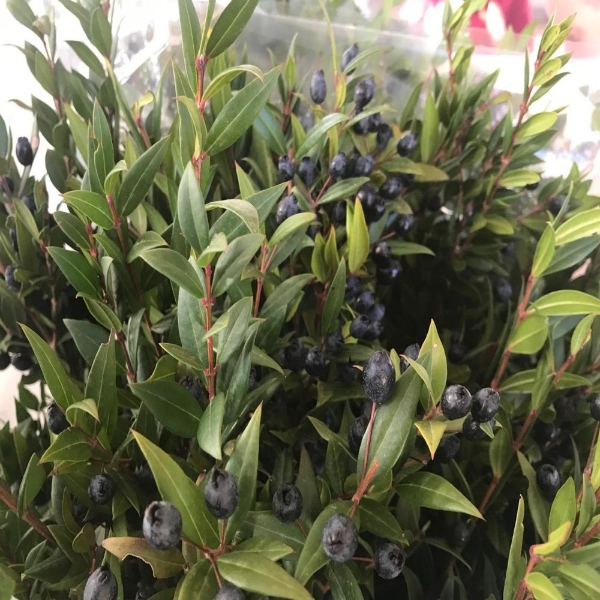 Immagine di MIRTO CON BACCHE (ornamentale)