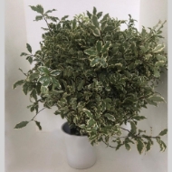 Image de PITTOSFORO TENUIF. VARIEGATO 