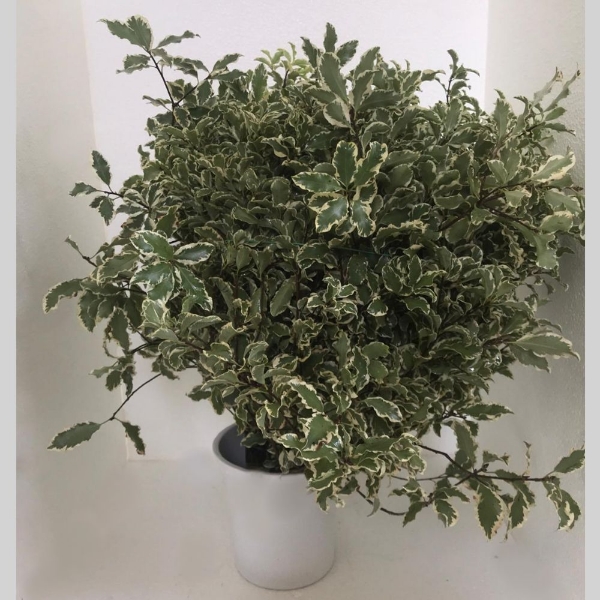 Image de PITTOSFORO TENUIF. VARIEGATO 