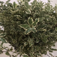 Image de PITTOSFORO TENUIF. VARIEGATO 