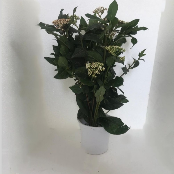 Image de VIBURNO MACROPHILA FIORITO