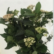 Image de VIBURNO MACROPHILA FIORITO