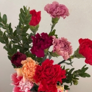 Image de GAROFANO (DIANTHUS)