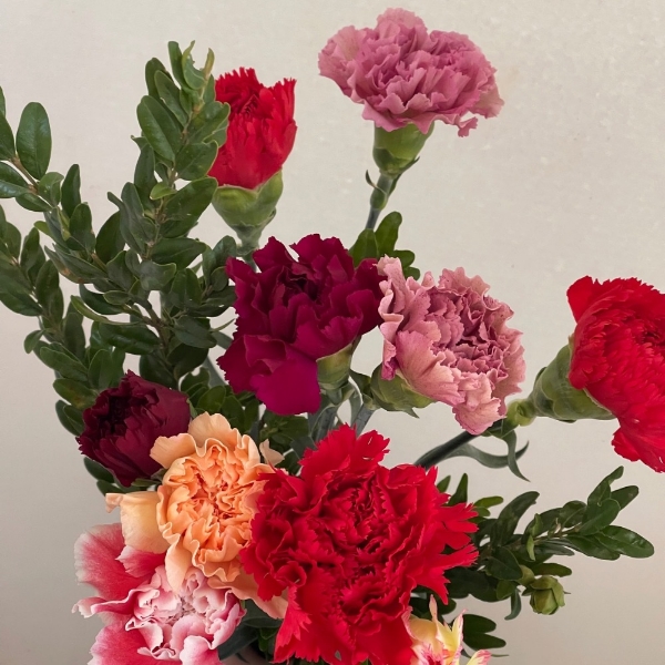 Image de GAROFANO (DIANTHUS)