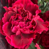 Image de GAROFANO (DIANTHUS)