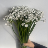 Picture of ALLIUM BIANCO (aglio)