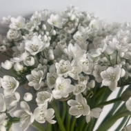 Picture of ALLIUM BIANCO (aglio)