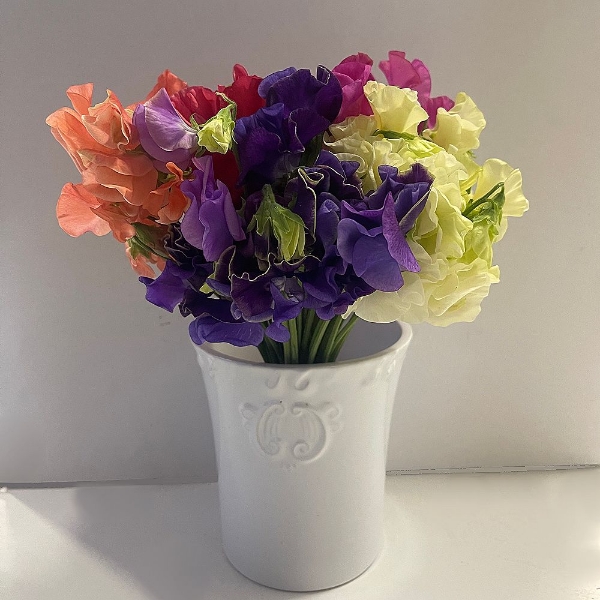 Immagine di PISELLO ODOROSO MIX (LATHYRUS)