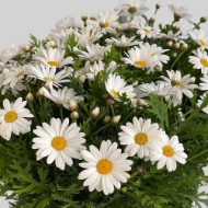 Image de MARGHERITA EX