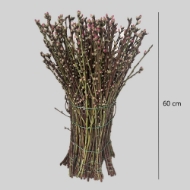 Picture of PESCO FIORITO ROSA 60