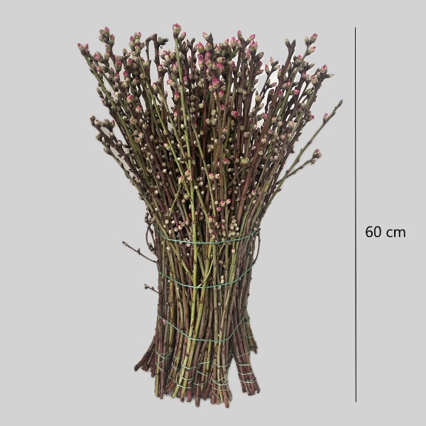 Picture of PESCO FIORITO ROSA 60