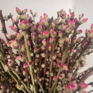 Picture of PESCO FIORITO ROSA 60