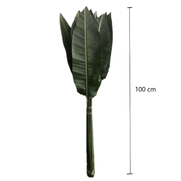 Image de FOGLIA DI STRELIZIA