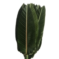 Image de FOGLIA DI STRELIZIA