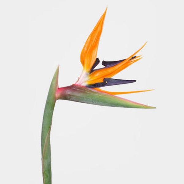 Immagine di STRELITZIA EX