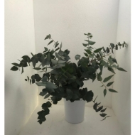 Immagine di EUCALIPTO STUARTIANA