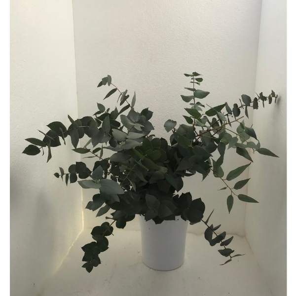 Immagine di EUCALIPTO STUARTIANA