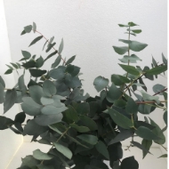 Immagine di EUCALIPTO STUARTIANA