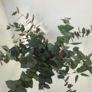 Immagine di EUCALIPTO STUARTIANA