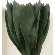 Immagine di ASPIDISTRIA FOGLIA