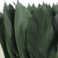 Immagine di ASPIDISTRIA FOGLIA