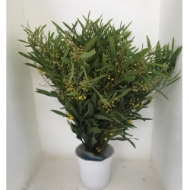 Immagine di MIMOSA FLORIBUNDA