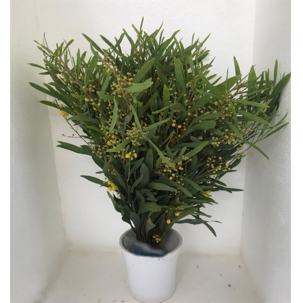 Immagine di MIMOSA FLORIBUNDA