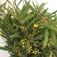 Immagine di MIMOSA FLORIBUNDA