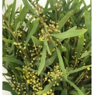 Immagine di MIMOSA FLORIBUNDA