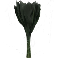 Immagine di ASPIDISTRIA FOGLIA