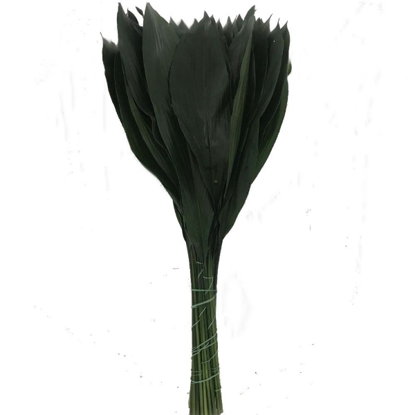 Immagine di ASPIDISTRIA FOGLIA