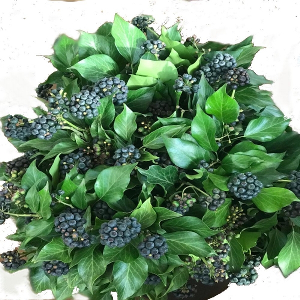 Picture of EDERA CON BACCHE