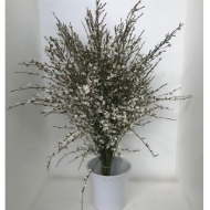 Picture of GINESTRA FIORITA  BIANCA 