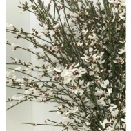 Picture of GINESTRA FIORITA  BIANCA 