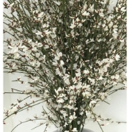 Picture of GINESTRA FIORITA  BIANCA 