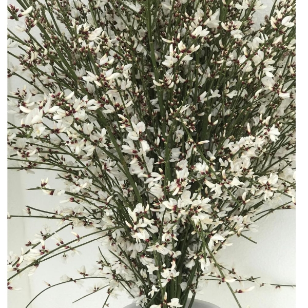 Picture of GINESTRA FIORITA  BIANCA 