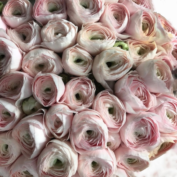 Picture of RANUNCOLO CLONE PRIMA