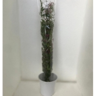 Immagine di GELSOMINO FIORITO